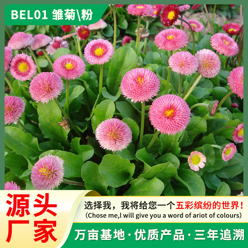源头工厂雏菊种子四季开花耐寒耐旱盆栽庭院花卉种子高发芽易种植