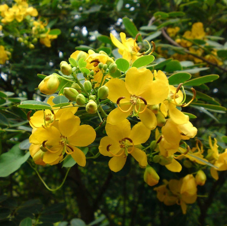 Змея Кимен Семя Ванцзяннань Змея Кимен Семена Фабрики Выход