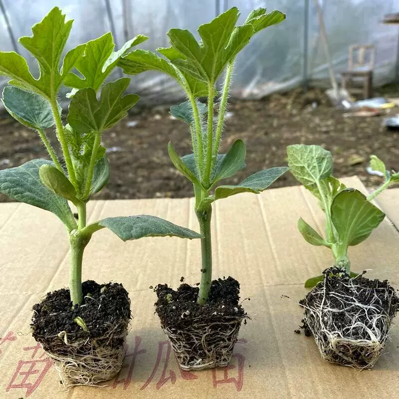 Привитая рассада арбуза 8424 Кирин без косточек Black Beauty Желтое сердце Дыня Овощная рассада Южный большой горшок Маленькая рассада арбуза