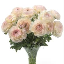 24������F؛����ϵ�л�ëݢ�N��������^�������~ĵ����ĵ�����