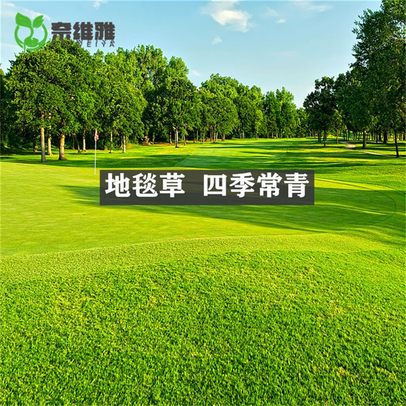 Высококачественные семена травы для ковров, семена газонной травы для гольф-полей, устойчивые к холоду, к суше, без обрезки, вечнозеленые круглый год.