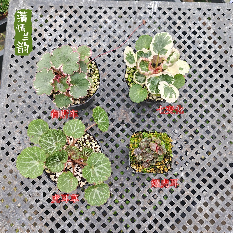 Special for Distribution: Japanese Himehikuri, Seven Variations, Imperial Car, Large Hikuri Grass, Miniature Desktop Green Plant Potted Plant Special for Distribution: Japanese Himehikuri, Seven Variations, Imperial Car, Large Hikuri Grass, Miniature Desktop Green Plant Potted Plant