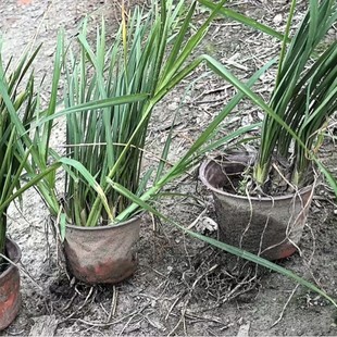 Chengdu Base Direct Hair Perennial Cold-Resistant, Heat-Resistant, Dry-Resistant and Moisture-Resistant Greening Flower Mirror Plant Engineering Goods Purple Flower