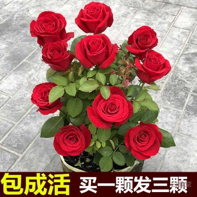 玫瑰花苗四季开花室内阳台庭院观花盆栽花卉绿植物大花月季花苗批|ru