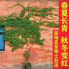 爬山虎苗大苗爬藤植物四季青色五叶盆栽庭院攀楼顶遮阳耐热