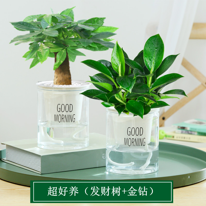 골드 다이아몬드 + 머니트리 + 굿모닝 대야 2개 + 영양액✓