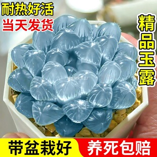 {R¶ֲ߼k҃Ȼ^˺BϡЎ