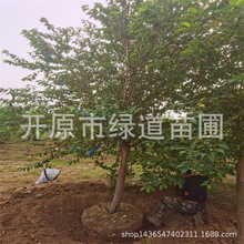 ɽҳľ4-12ͅɽҳֽɽС