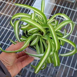 盆栽;宿根花卉;盆景