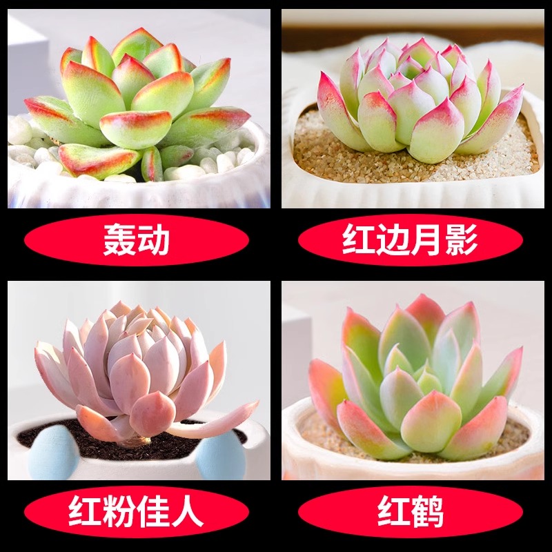 감동 + 붉은 가장자리 달 그림자 + 붉은 핑크 뷰티 + 붉은 학