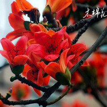 ľ�޻�����ͥԺ�L������Ӣ�ۻ���֦�����̾G�����F���Ե��Ի�����