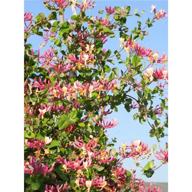 Honeysuckle Saplings, Edible Honeysuckle Potted Plants, Medicinal Honeysuckle Balcony Courtyard Climbing Plants That Bloom in the Same Year