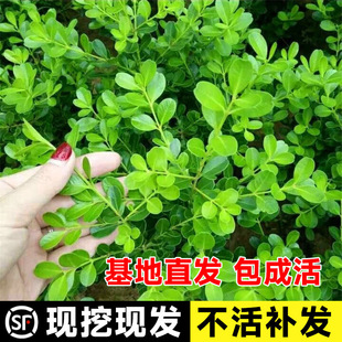 һ�����lС�~�S��������S���編�������綬�����߅�S��ͥԺ�G�h