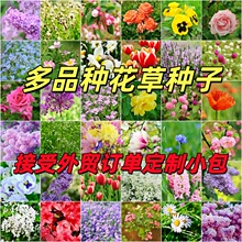 跨境专供花草种子批发芳香类多年生盆栽香草种子普罗旺斯薰衣草籽