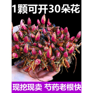 ��ș������K�ļ��_���׻��������ѿ���K�ذ껨���̨ͥԺ�Nֲ��