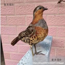 ����԰��ģ��ý��������ëë�������¿��������̫��