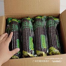 东北黑糯玉米10根包邮新鲜紫黏玉米棒子非即食甜粘嫩苞米真空蔬菜
