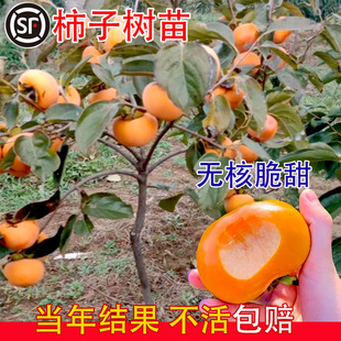 �������������o�����ϱ����Nֲ�ش�ͥԺ���Ԯ���Y�����Ә����