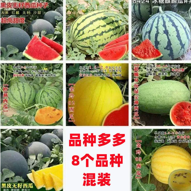 Семян Арбуза Смешанные Комбинированные Семена Без Семян Супер Высокая Урожайность Южные Четыре Сезона Овощи Фрукты Семена Смешанные