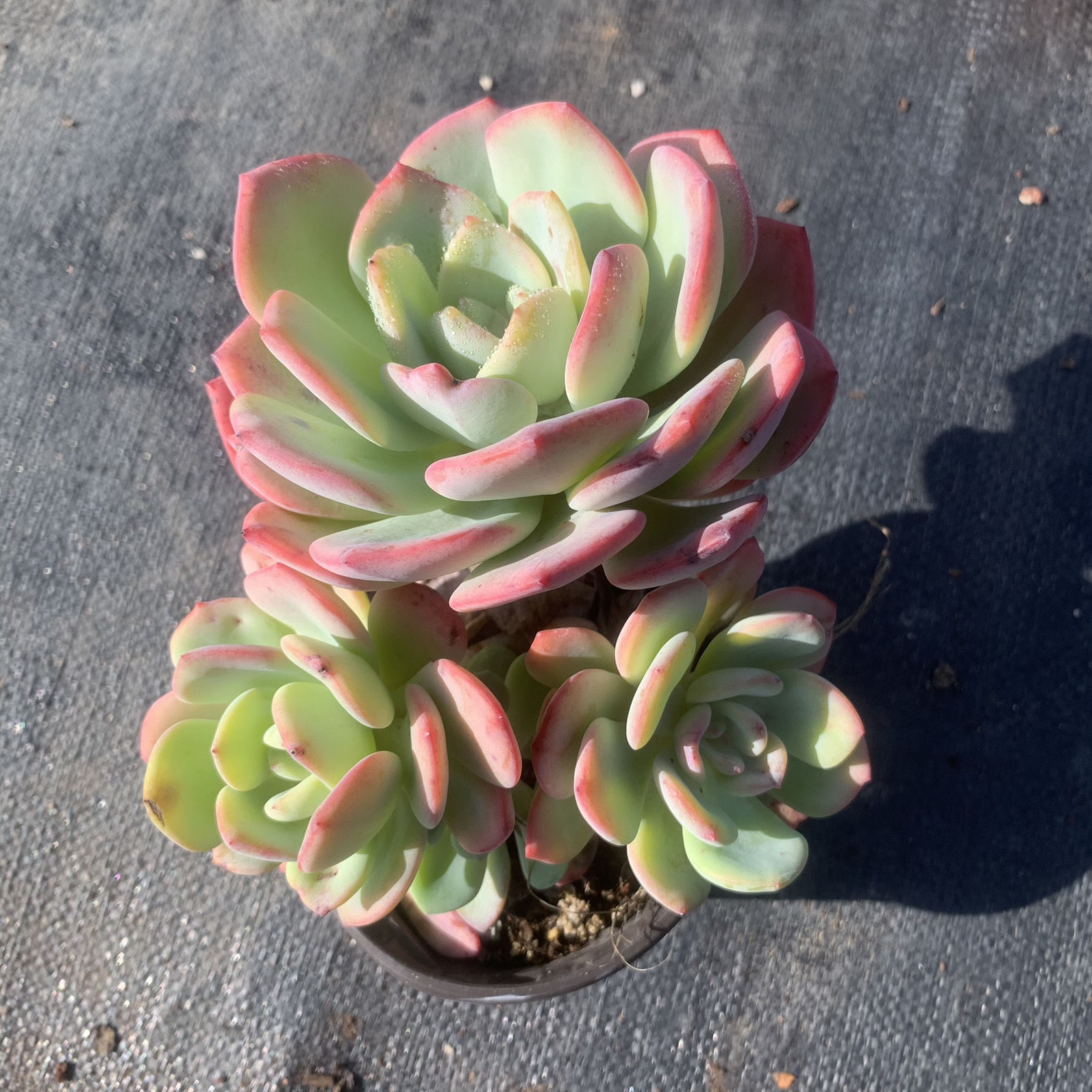 Baiyueguang 3 머리 10-12cm 플라스틱 심기 및 배송 준비 완료