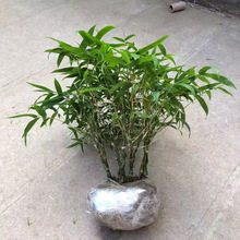 ����_�h�����������҃��ͺ��Ϙ������լ��}�����S���ش�̖