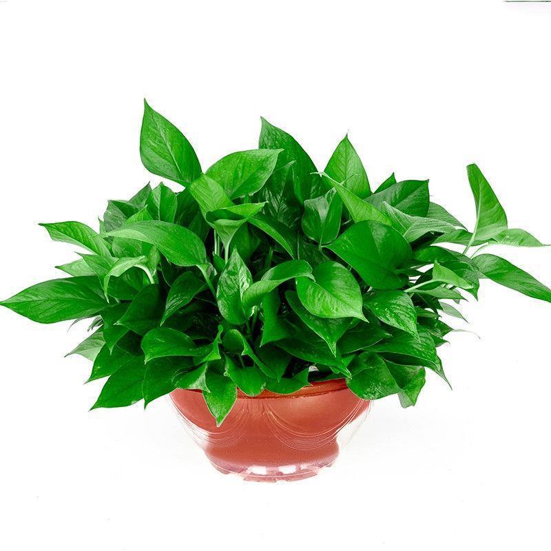 Pothos em vaso vermelho premium com bacia absorvente