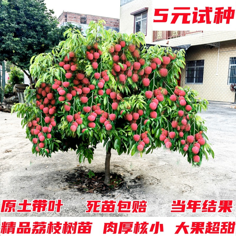 荔枝树苖无核桂味果树盆栽妃子笑嫁接水果树苗糯米糍果苗当年结果