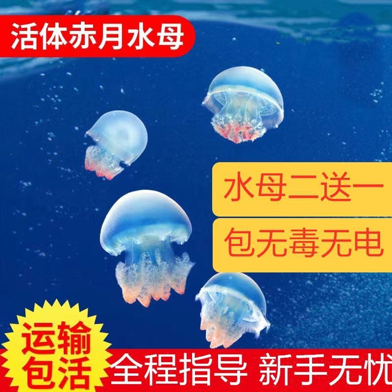 Stall jellyfish wholesale Pets Living creatures On the sea desktop dormitory Watch Good-looking Night market Stall up Ocean