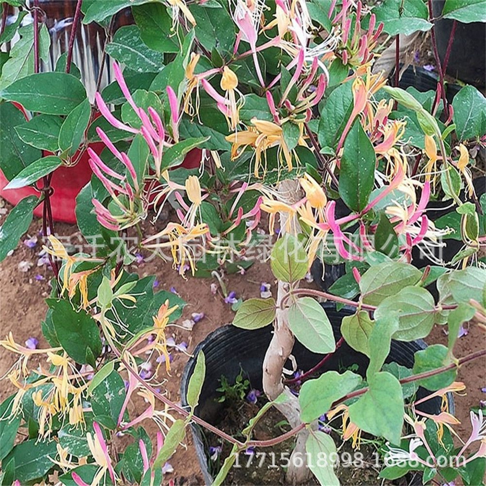 Желтый Красный Жимолость Восхождение Виноградная лоза Завод Старый Куча Цветок Рассада Двор В Горшке Четыре Сезона Цветущий Бутон Ароматное Садовое Растение