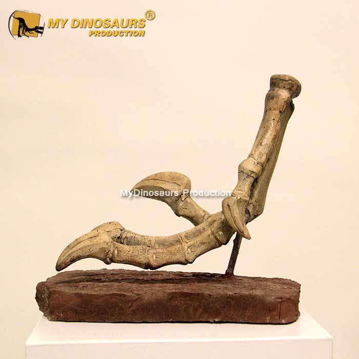 玻璃钢材料仿真恐龙骨架化石 迅猛龙爪子骨骼 各部分均可制作摆件
