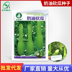 奶油砍瓜种子 葫芦种籽绿色吊南瓜种孑四季高产蔬菜种子厂家批发