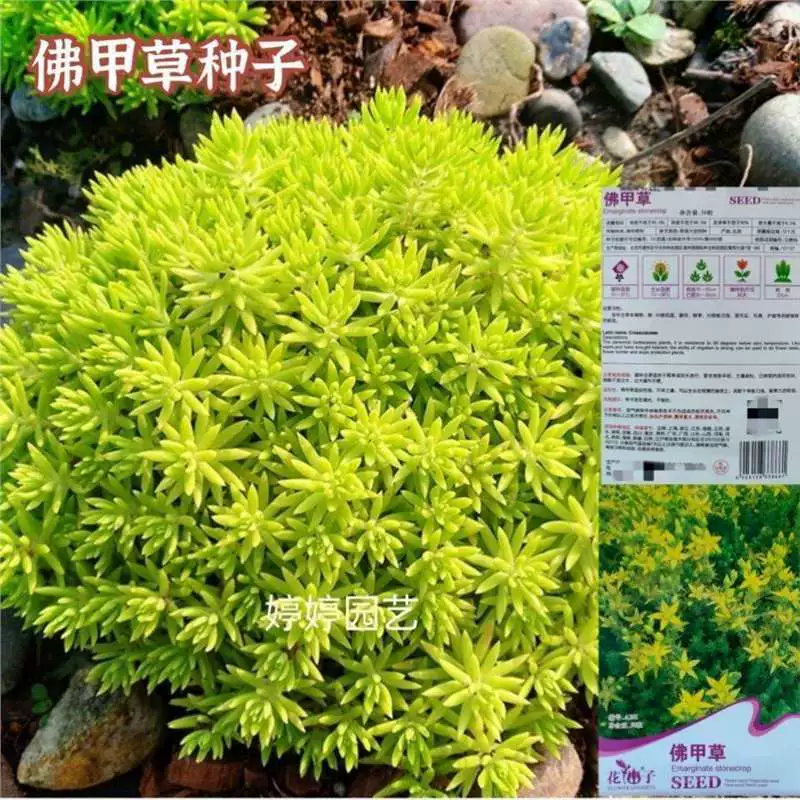 Семена седума, семена травы седум, семена газонов для зеленения крыш, термостойкие и морозостойкие семена для всех сезонов.