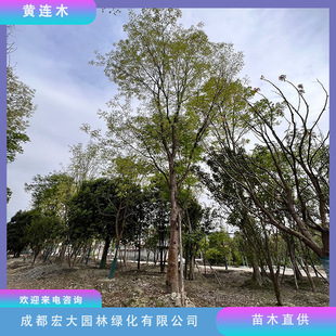 �S�Bľ����G����ľ���l�ΗU������؛Ҏ���Rȫ��ľ���^��ľ