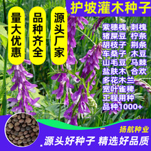 灌木种子槐刺紫穗槐爬山虎多花木兰马棘绿化护坡固土草种子