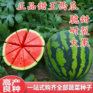 Sweet King 8424 Watermelon Seeds Extra Large Spring All Year Round High Yield Lazy Unicorn Watermelon Seeds Southern Watermelon Seedlings