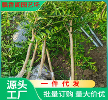 软籽石榴树苗 甜石榴树树苗种植基地 一公分石榴树苗价格