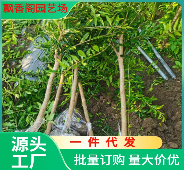 软籽石榴树苗 甜石榴树树苗种植基地 一公分石榴树苗价格