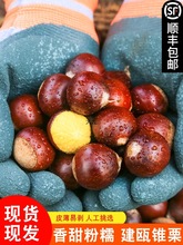 锥栗生新鲜小板栗现摘尖栗高山油锥圆栗锥形栗子建瓯毛栗子2024年