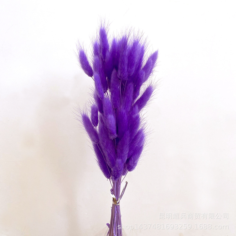 Hierba de cola de conejo flor seca hierba de cola de conejo blanco un montón de 50 piezas