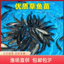 观赏鱼水族活体小金鱼活鱼红草金锦鲤锦鲫摆摊捞钓套圈冷水鱼批发