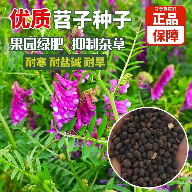 绿肥种子光叶紫花苕种籽长柔毛野豌豆箭舌豌豆果园养蜂蜜源毛苕子