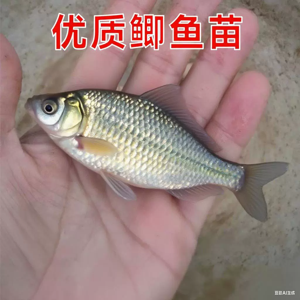 Earth crucian carp fry project crucian carp Xiangyun crucian carp large plate large varieties Zhongke No. 3 No. 5 good breeding live seedlings wholesale