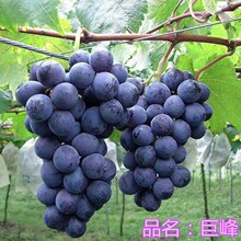 南方种植爬藤葡萄树苖巨峰特大盆栽当年结果夏黑北方耐寒葡萄树苗