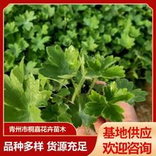 ���w��ݾG���ر��޸����� �ͺ��@�־G��ֲ����ع���ֲ��@��