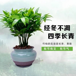 Bamboo and Cypress Potted Plants Are Evergreen Plants in All Seasons, Soil Culture and Hydroponic Cultivation, Good for Desktop Green Plants, Safe Bamboo, Cold-Resistant and Drought-Resistant, Repelling Mosquitoes