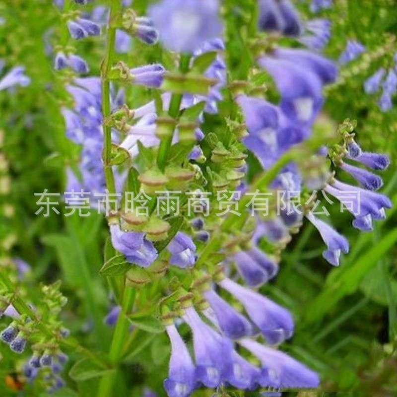 Оптовая продажа семян Scutellaria baicalensis, корейской травы, горной травы, травы зубной щетки, легко выращиваемой в горшках на балконе во дворе.