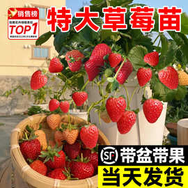 特大草莓苗秧盆栽带果四季结果红颜丹东99草莓苗室内阳台绿植物