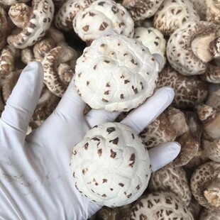 �����׻�����؛��Ʒ�|���_�����㹽ʳ�þ��a��500g���l���깩��