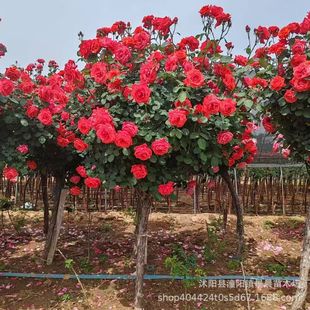 ��Ʒ����¼� ���¼������¼��������Ե���ֲ��e��ͥԺ�L����