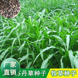 种子;草种子;草坪